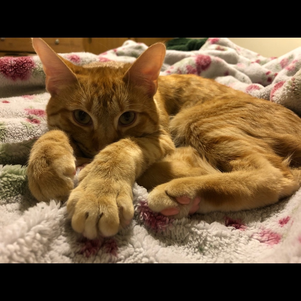 Meet your Posher, Valerie